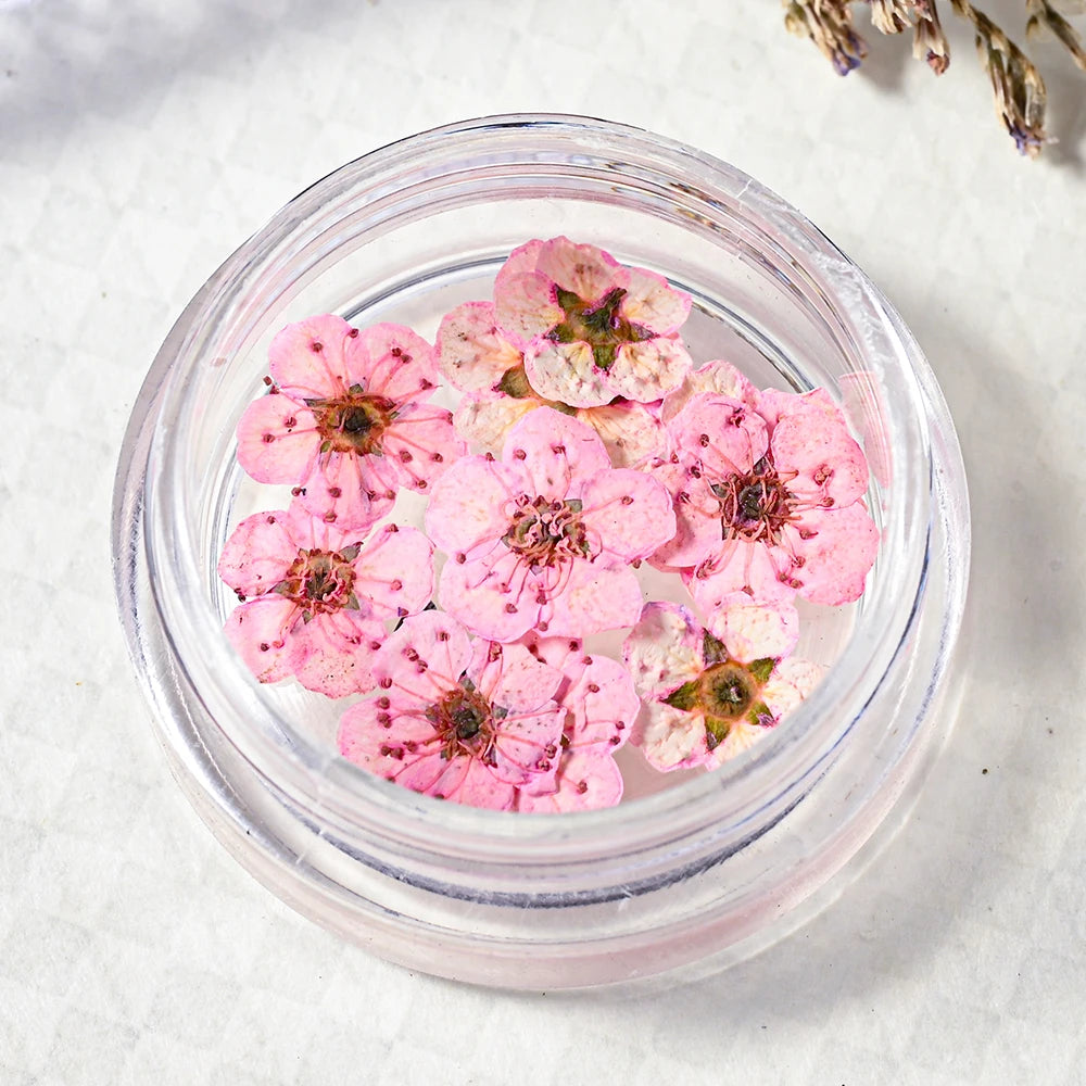 16Color Dried Flower Nail Art Decoration Mini Real Natural Daffodil Flower Nail Art Supplies 3D Dry Flowers Manicure DIY Design*