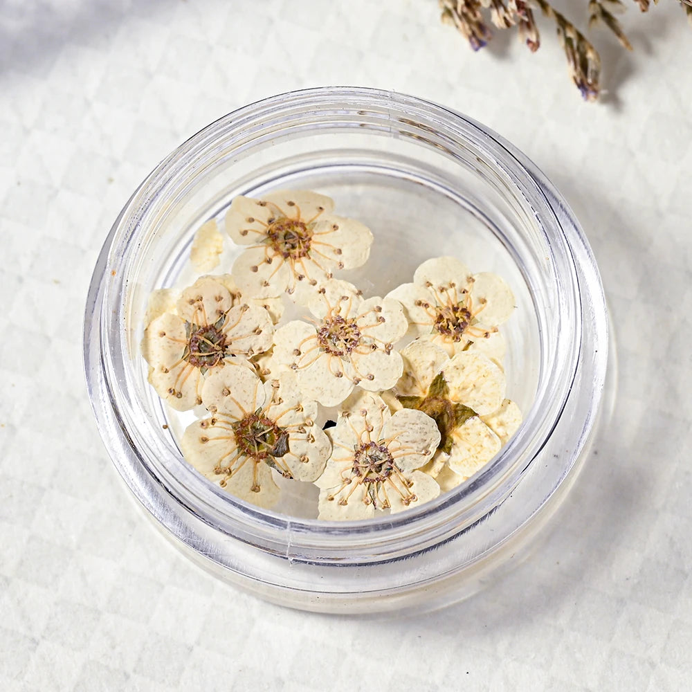 16Color Dried Flower Nail Art Decoration Mini Real Natural Daffodil Flower Nail Art Supplies 3D Dry Flowers Manicure DIY Design*