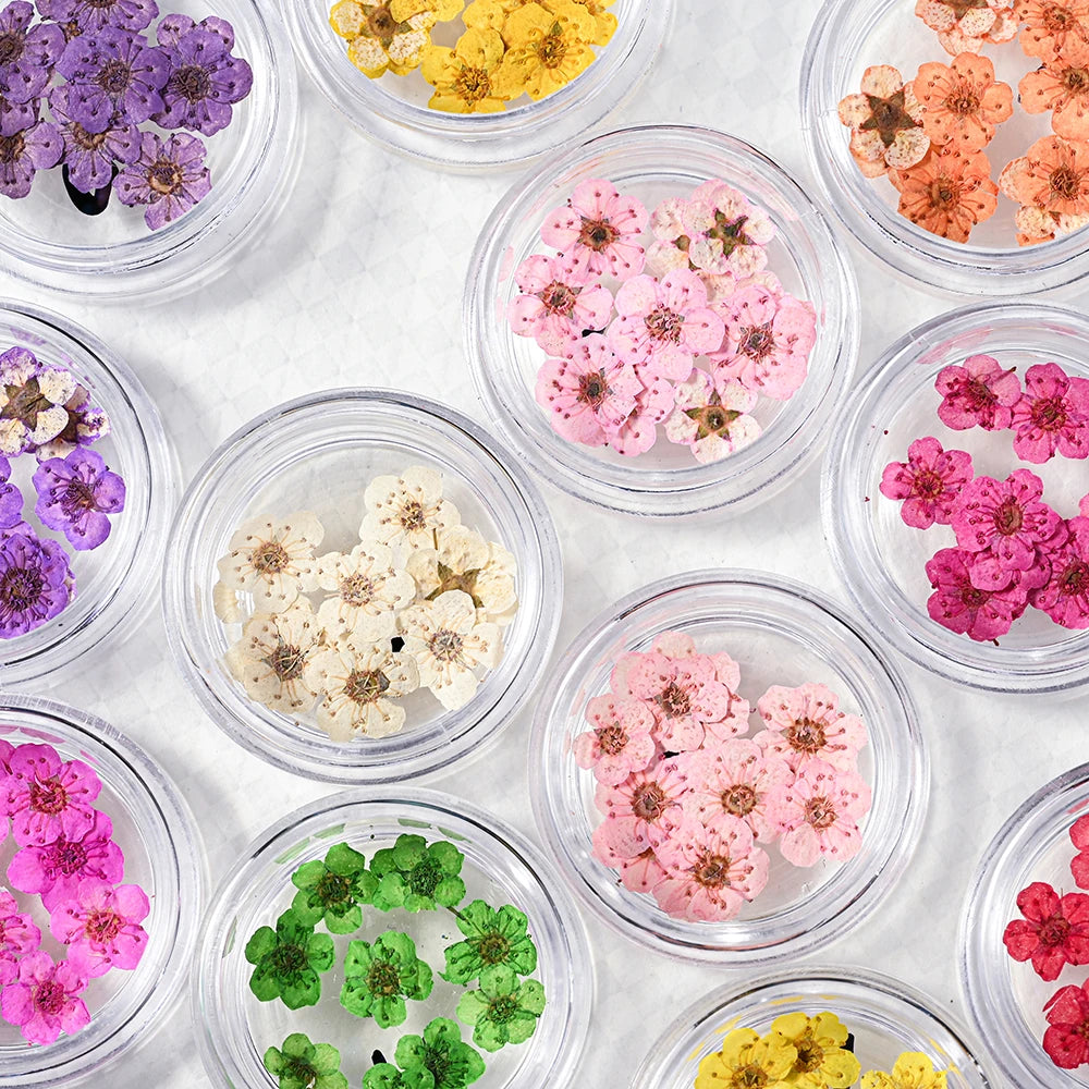 16Color Dried Flower Nail Art Decoration Mini Real Natural Daffodil Flower Nail Art Supplies 3D Dry Flowers Manicure DIY Design*