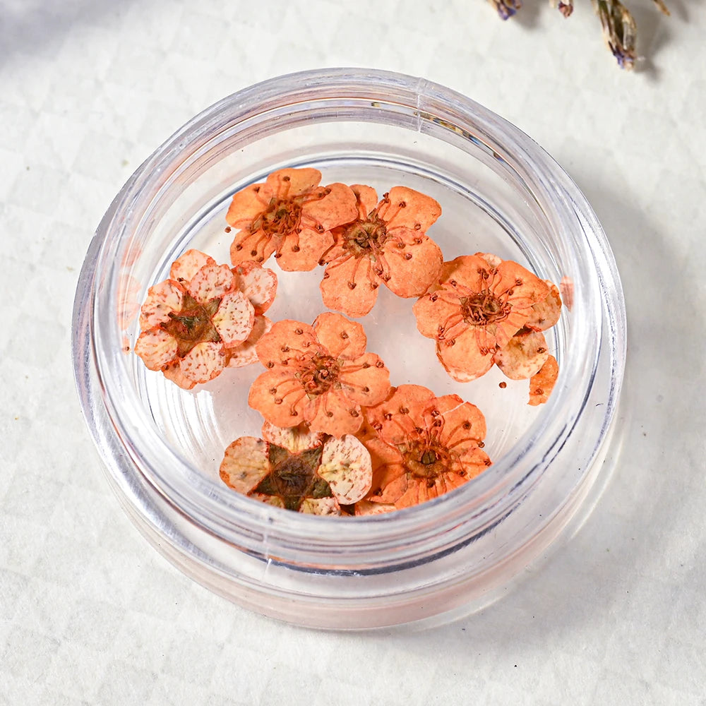 16Color Dried Flower Nail Art Decoration Mini Real Natural Daffodil Flower Nail Art Supplies 3D Dry Flowers Manicure DIY Design*