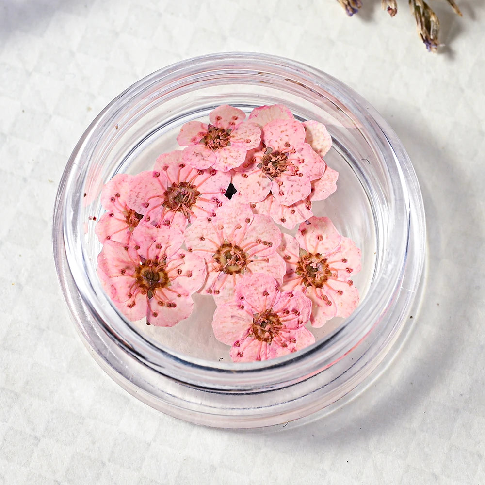 16Color Dried Flower Nail Art Decoration Mini Real Natural Daffodil Flower Nail Art Supplies 3D Dry Flowers Manicure DIY Design*