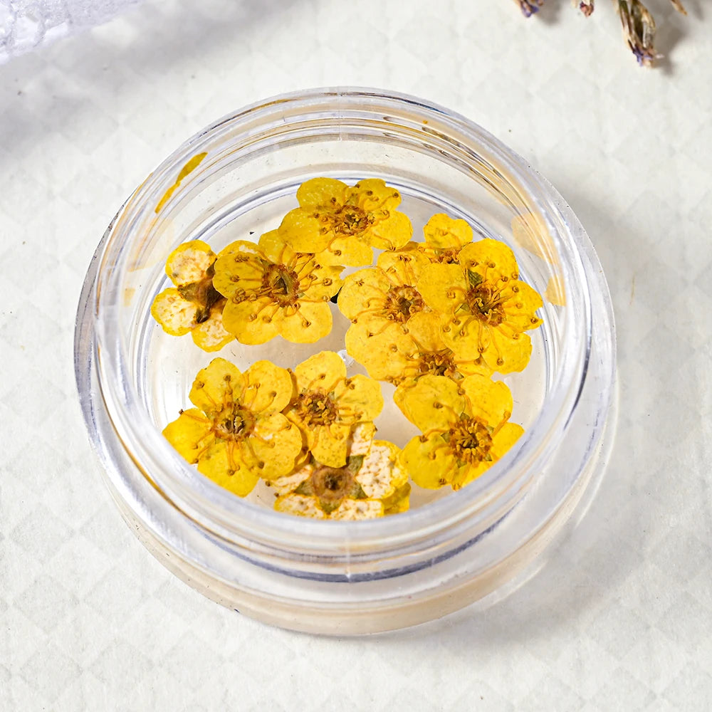16Color Dried Flower Nail Art Decoration Mini Real Natural Daffodil Flower Nail Art Supplies 3D Dry Flowers Manicure DIY Design*