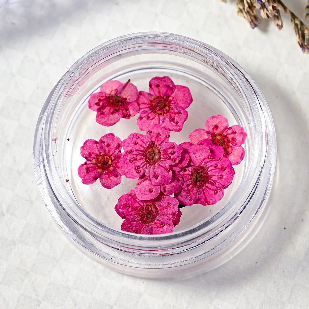16Color Dried Flower Nail Art Decoration Mini Real Natural Daffodil Flower Nail Art Supplies 3D Dry Flowers Manicure DIY Design*