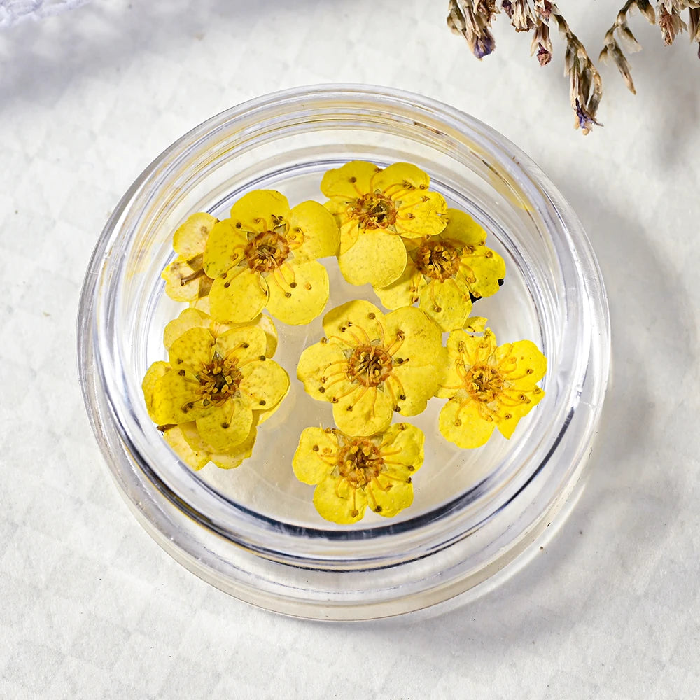 16Color Dried Flower Nail Art Decoration Mini Real Natural Daffodil Flower Nail Art Supplies 3D Dry Flowers Manicure DIY Design*